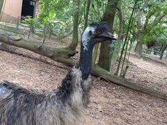 -广东茂名森林公园