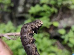 -云岫谷游猎自然风景区