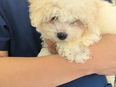 -博特宠物医院24h犬猫全科.骨科·异宠