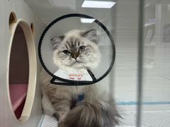 -博特宠物医院24h犬猫全科.骨科·异宠