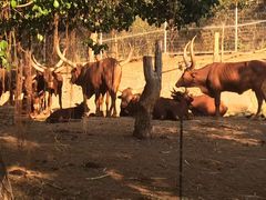 -清迈夜间动物园