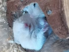 -怪兽屋·羊驼·猫咖·狗咖(俊华广场店)