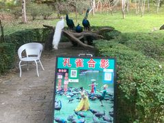 -莫里热带雨林景区