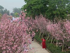 -天适樱花悠乐园