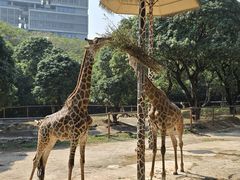 -深圳野生动物园