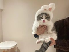 -翊宠yipet猫狗购宠庄园犬舍•猫舍