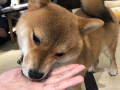 -逗柴咖啡屋·狗咖猫咖宠物桌游