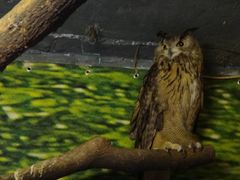 DSC04624-上海大自然野生昆虫馆