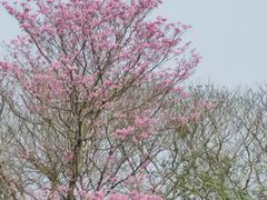 -天适樱花悠乐园