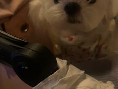 -gula
