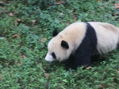 -都江堰中华大熊猫苑