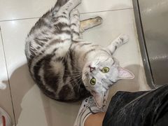 -喵百万·布偶·蓝金金渐层英短·猫舍(百子湾店)
