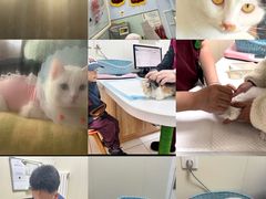 -纳吉亚猫专科动物医院博雅分院