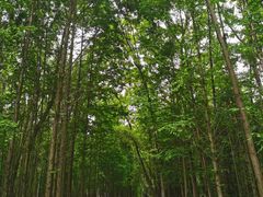 -桤木河湿地公园