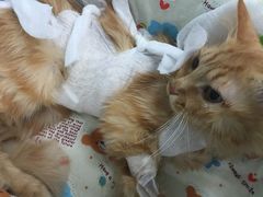 -纳吉亚猫专科动物诊疗中心(蒋宅口分院)