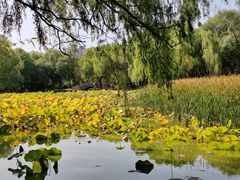 -北陵公园