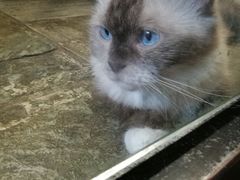 -猫咪博物馆(顶澳仔猫街店)