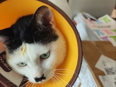 -御宝贝·A梦猫科宠物医院(国际猫友好医院)