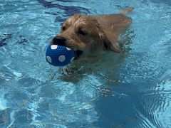 -趣玩宠物乐园寄养训犬训狗游泳池
