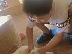 -猫的茶·猫咖