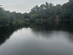 -王借岗森林公园