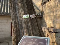 -青岛崂山太清宫