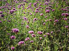 -山明水秀大饭店