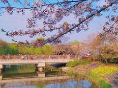 -顾村公园