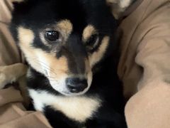 -柴犬高等学院·狗咖·柴犬售卖·宠物训练