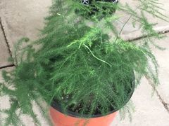 -龙大花卉苗木市场