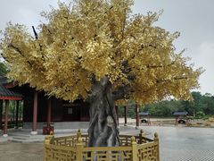 -广东圆玄道观