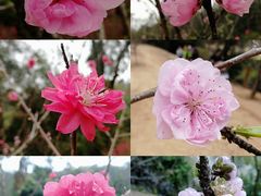 -南国桃园旅游度假区