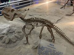 -国家自然博物馆