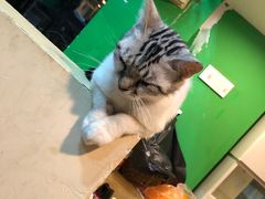 -李小姐の猫咖啡馆(五角场店)
