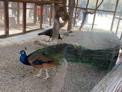 -南宫五洲植物乐园