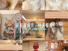 -猫十亿·布偶金渐层·曼基康矮脚猫舍(青年路店)