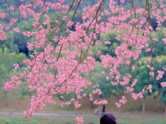 -风云岭森林公园