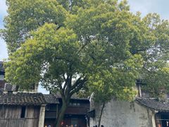 -乌镇东栅景区