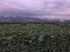 -哈素海
