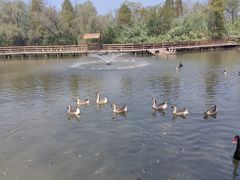 -溱湖国家湿地公园