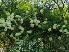 -上海共青森林公园