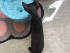 -山宅一喵德文卷毛猫舍