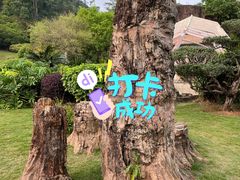 -深圳仙湖植物园