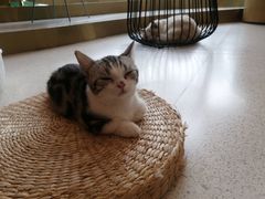 -飞行喵MR PILOT|猫舍·猫咖(静安大融城店)