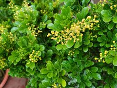 -桂林市花鸟市场