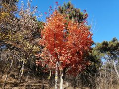-北京西山国家森林公园