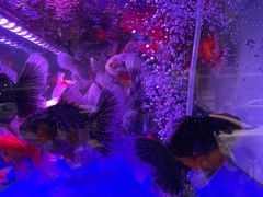 -青石桥花鸟鱼虫市场(叠翠城店)