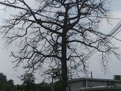 -良溪古村
