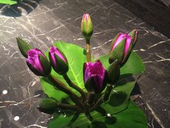 -桂花楼淮扬中餐厅(浦东香格里拉店)