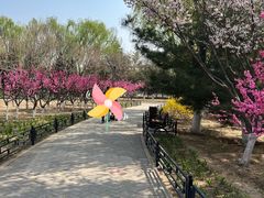 -大兴滨河森林公园